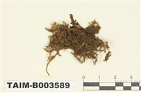 藏品(羽蘚科)的圖片